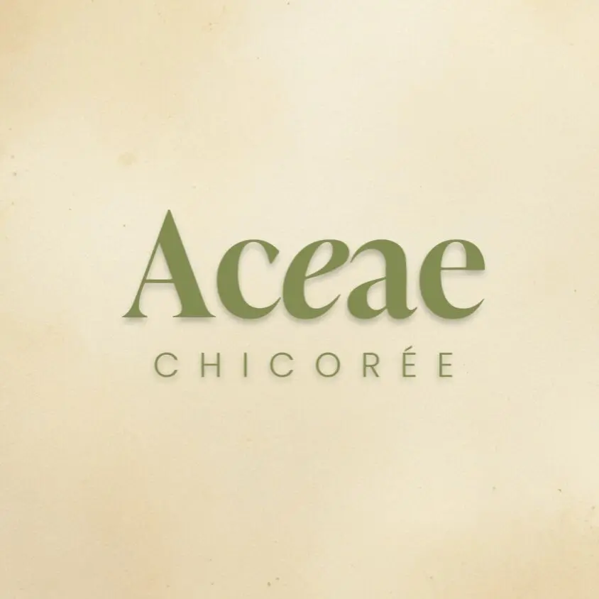 Chicorée Aceae