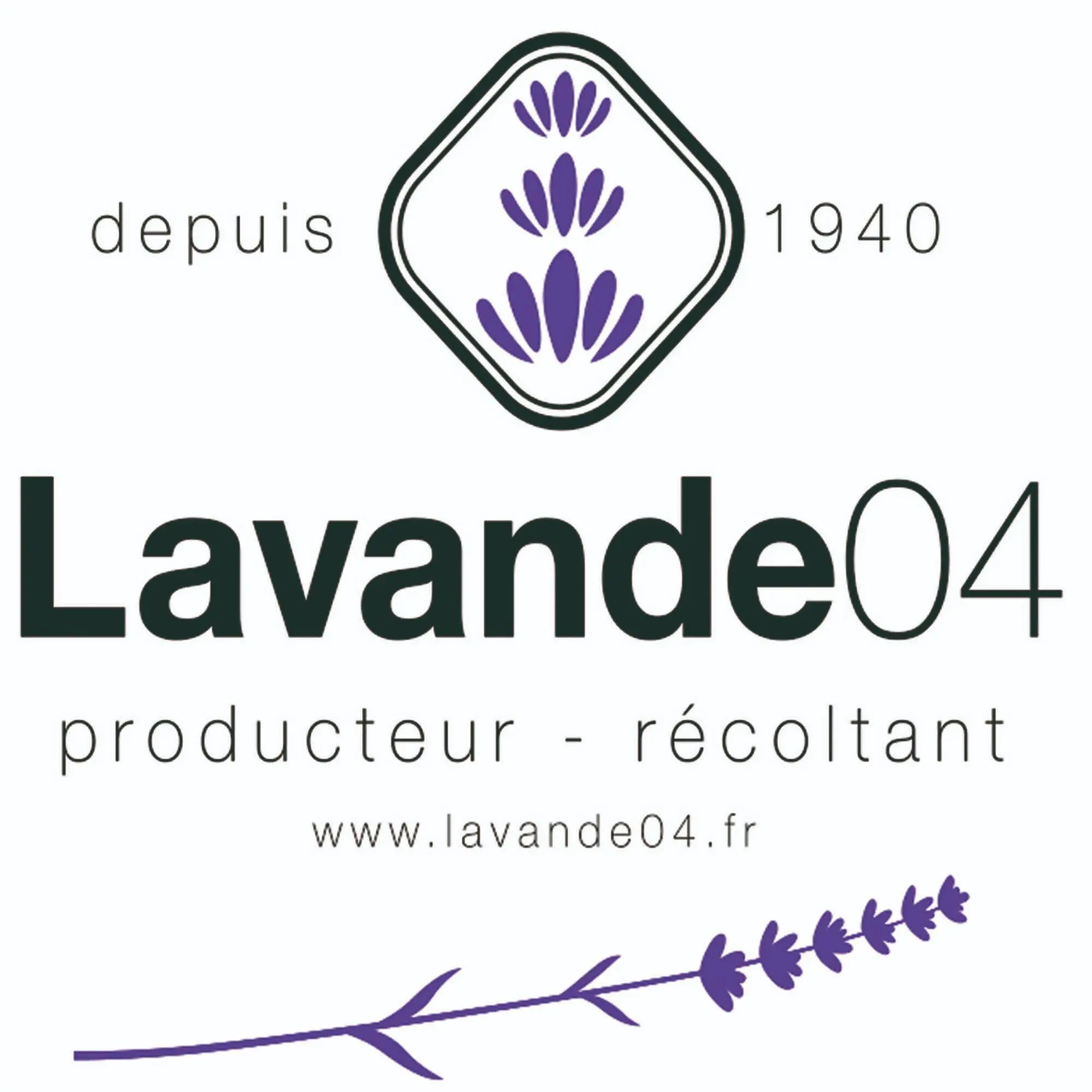 Lavande04