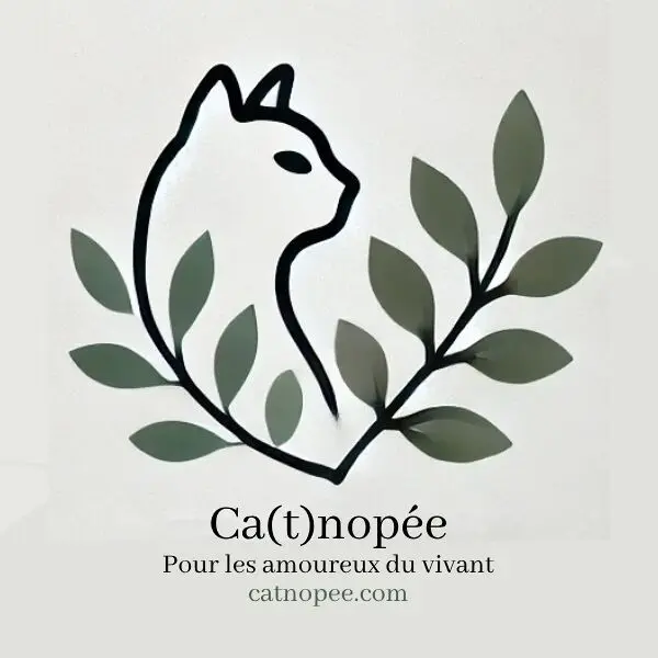 Catnopée
