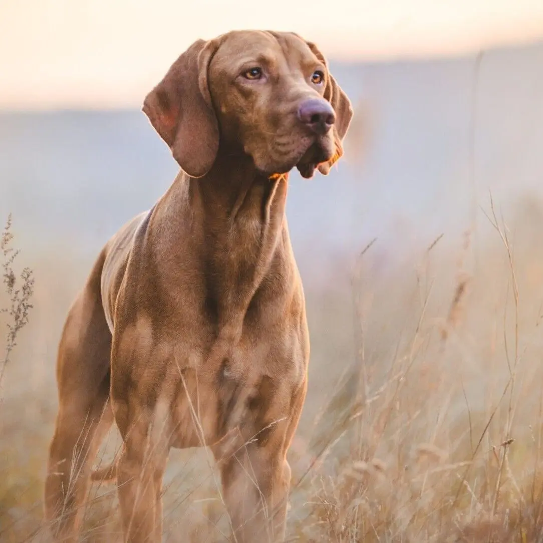 Pet-Joy Products