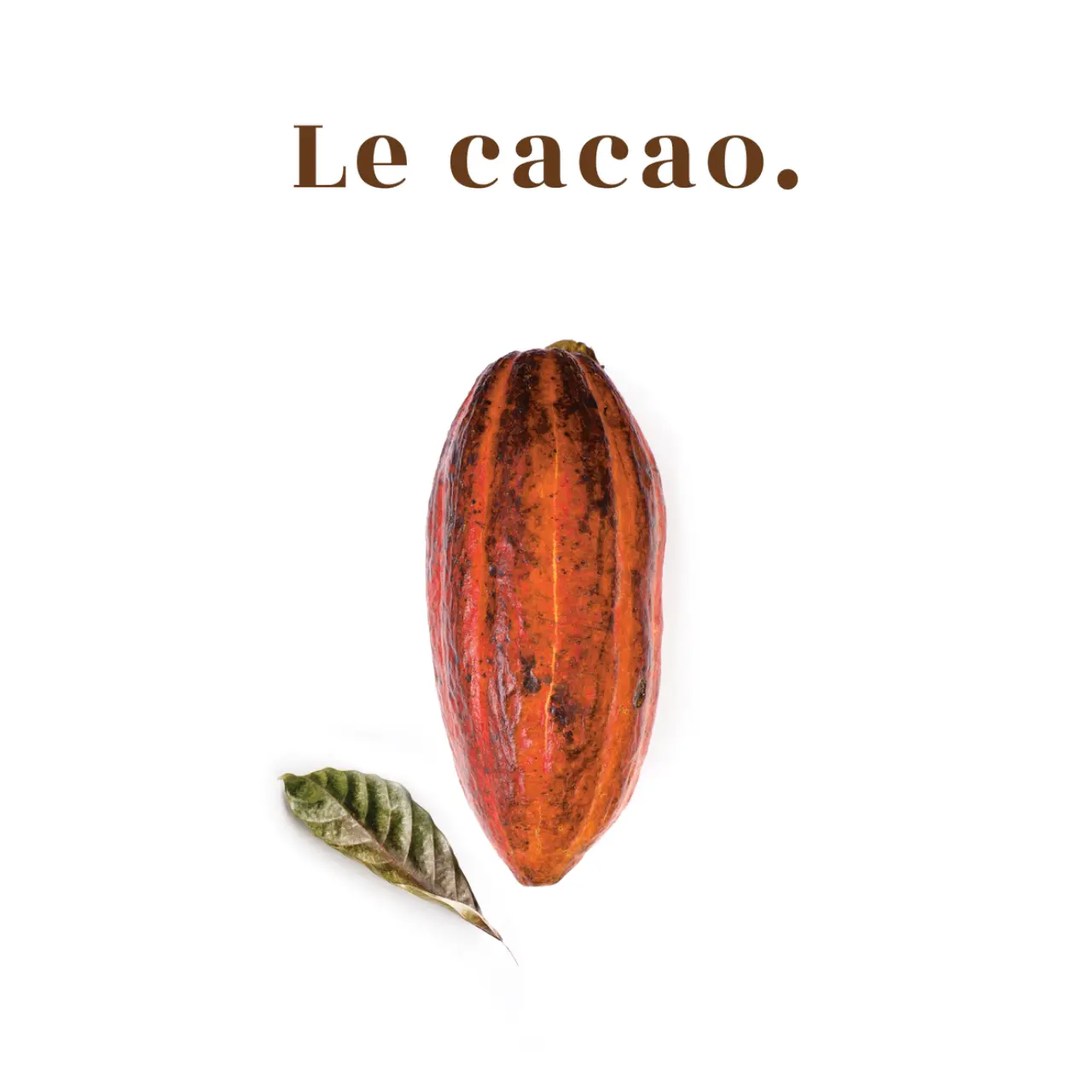 LE PETIT MAÎTRE
