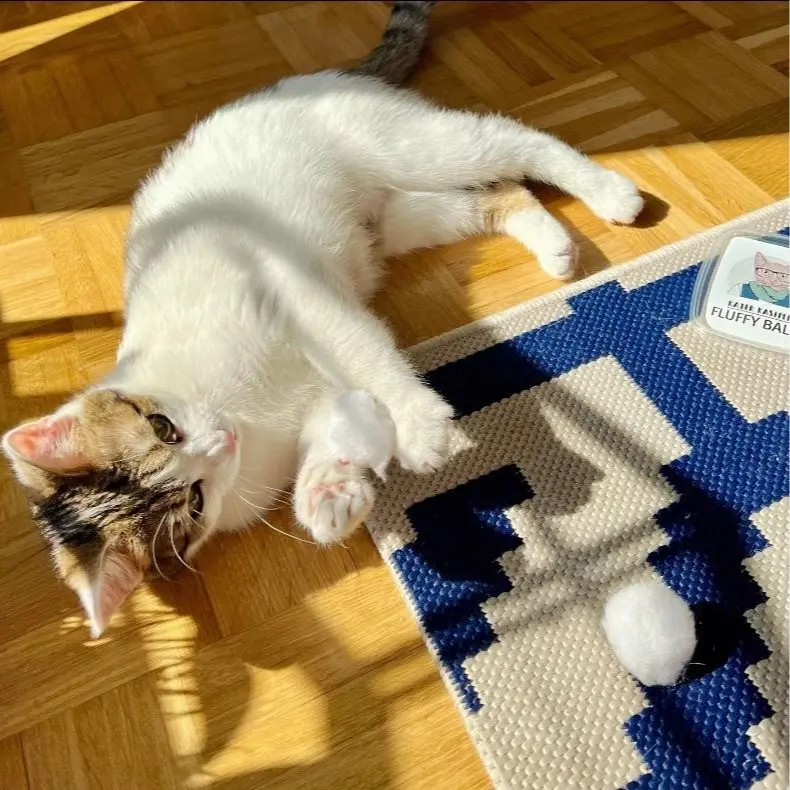 Kater Kasimir