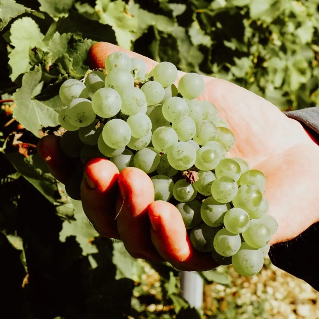 De Vitis