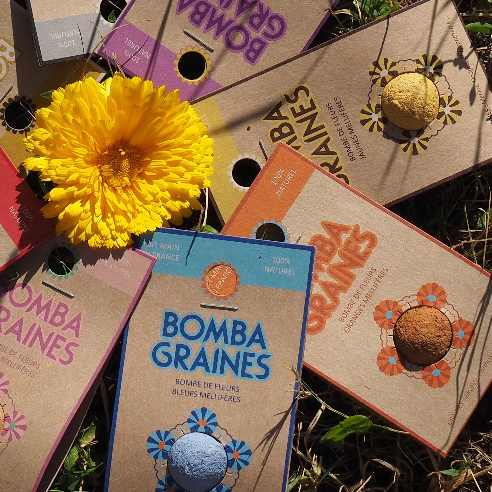BOMBA GRAINES