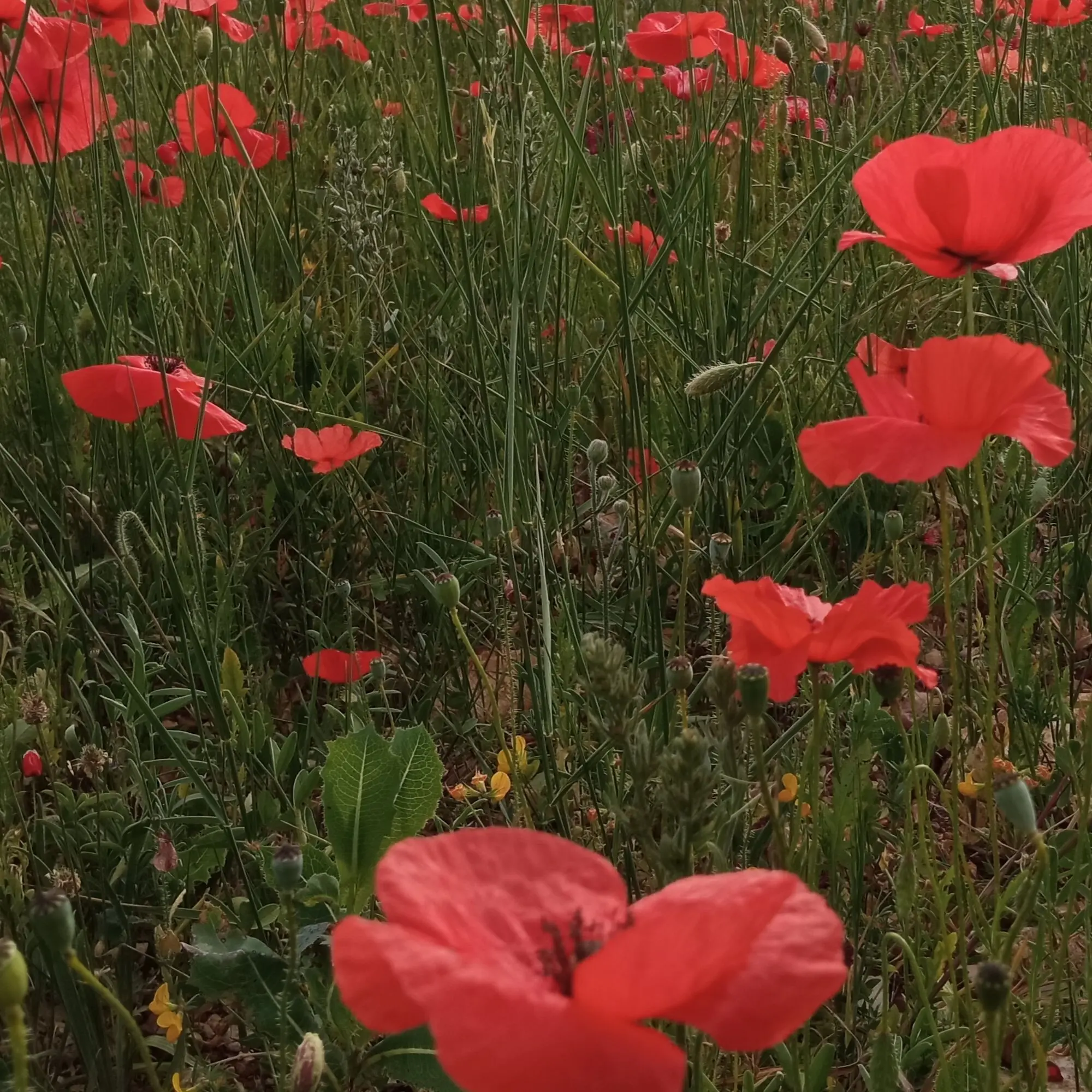 Aux goûts tendres