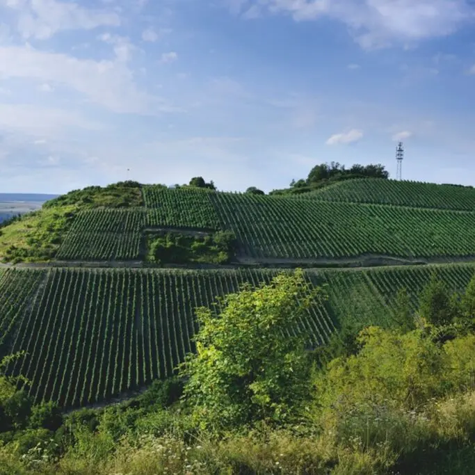 Weingut Disibodenberg KG