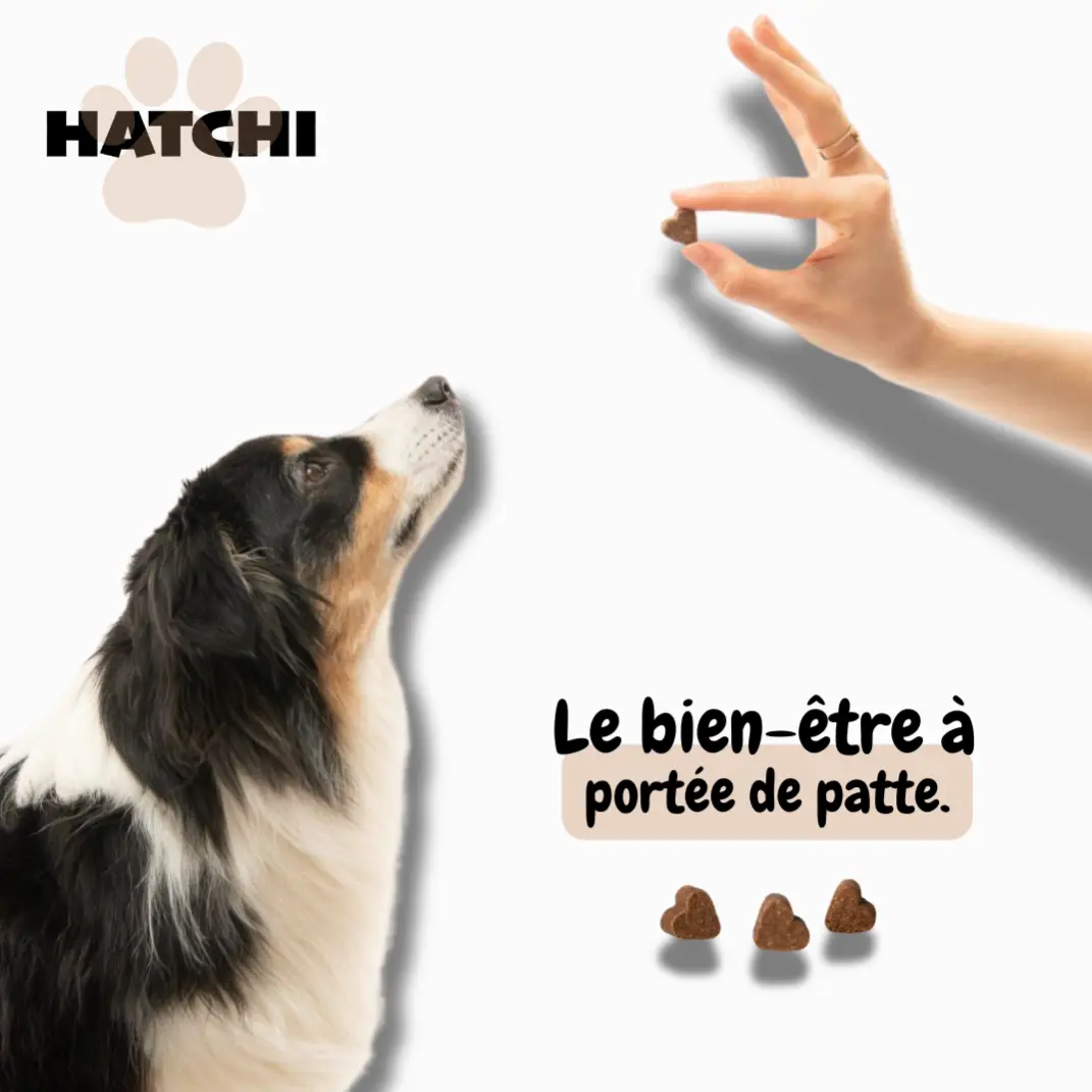 Hatchi
