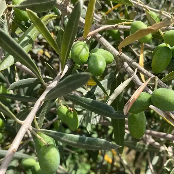 Ad Olivetum -Espagne / Portugal