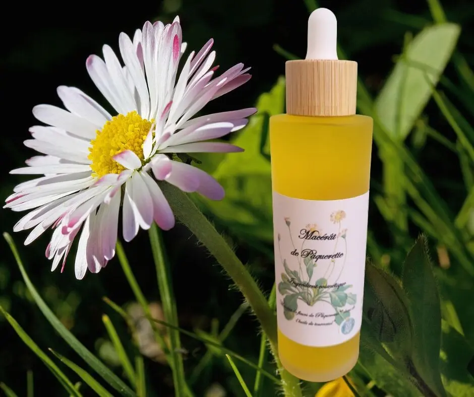 Bellis Daisy aceite de cuidado