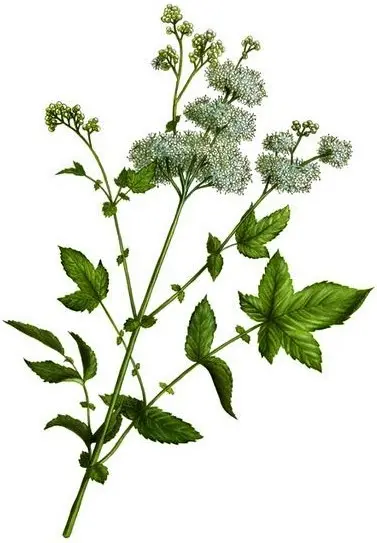 Aceite para el cuidado de la reina de los prados