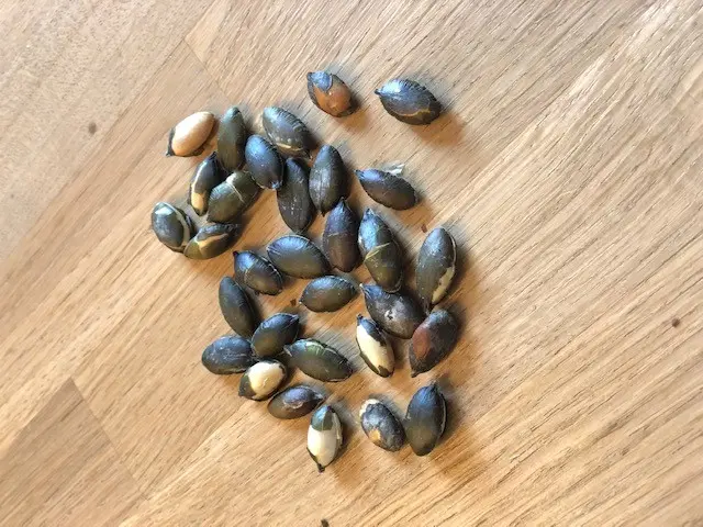 Roasted pumpkin seeds BULK 1.25kg