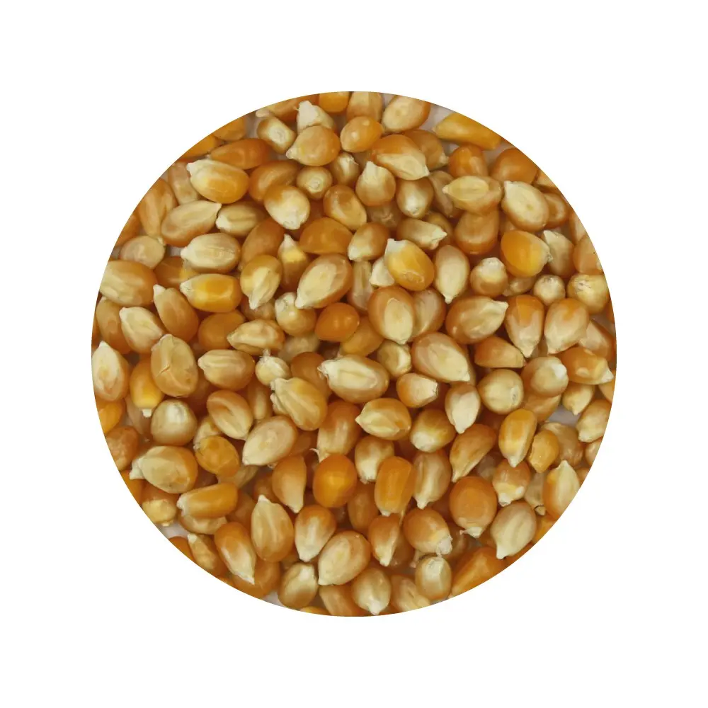 Bio-Popcorn, 5-kg-Beutel – glutenfrei