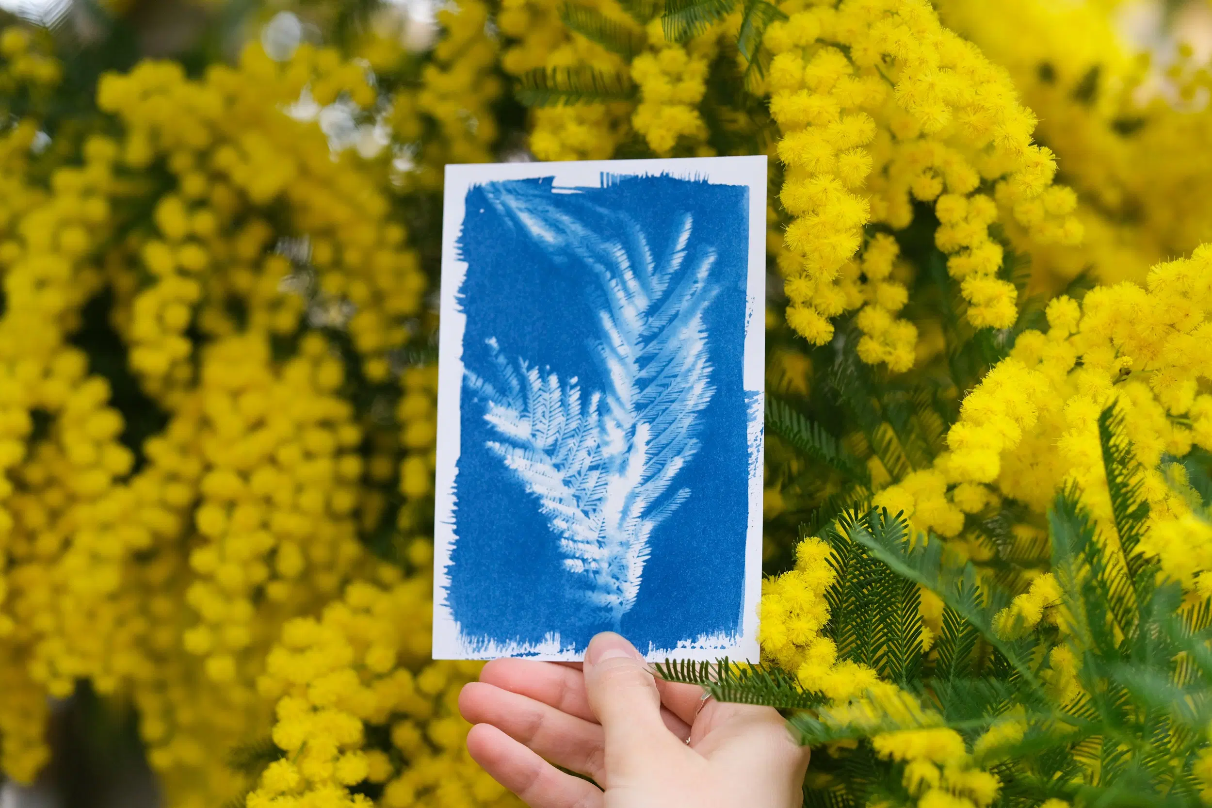 Kit cyanotype spécial vacances