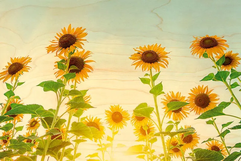 WOODEN SUNFLOWER POSTCARD