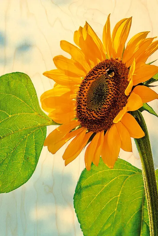 SUNFLOWER SOLO WOODEN POSTCARD