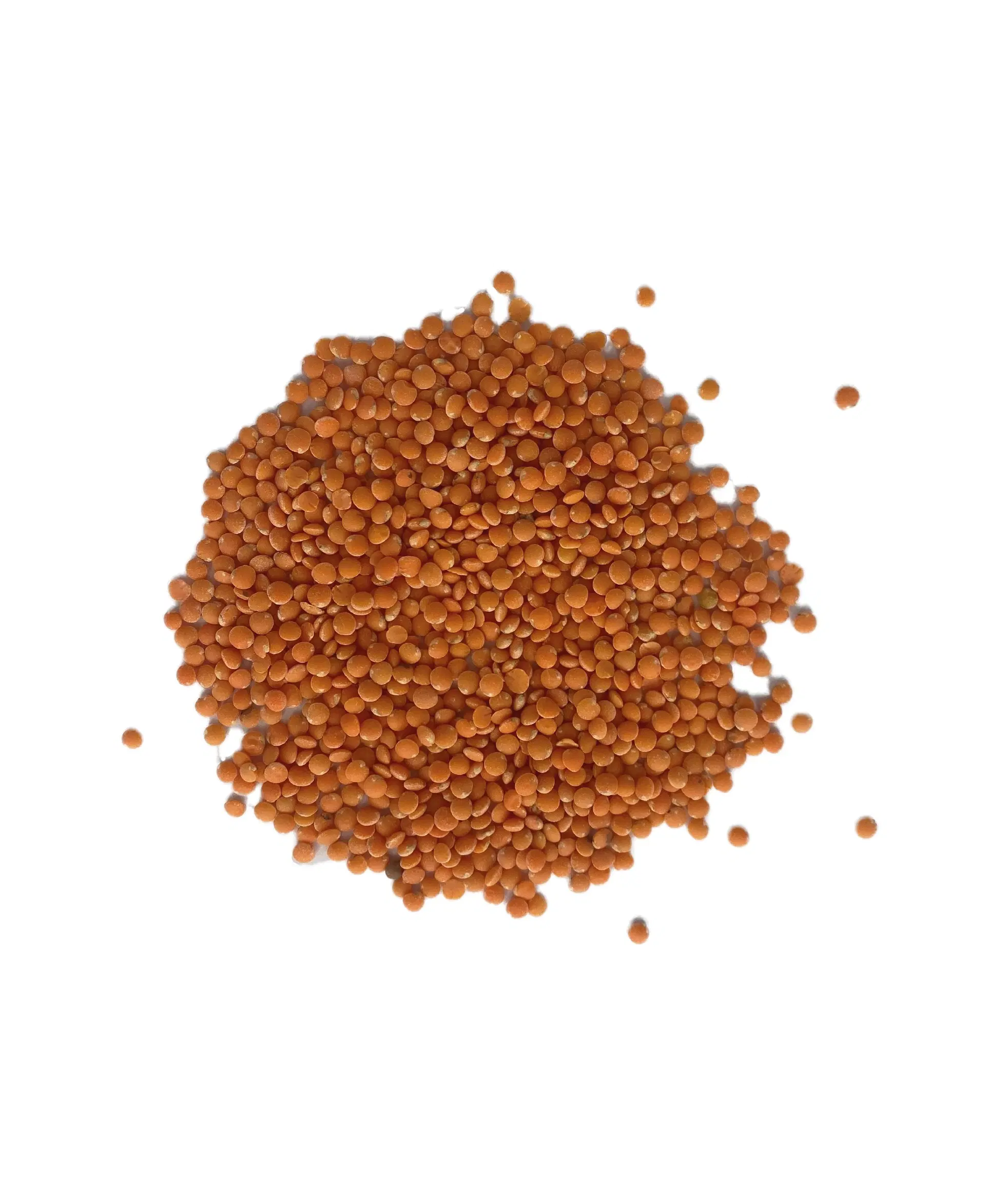 Bio-rote Linsen, 5 kg – reich an Protein