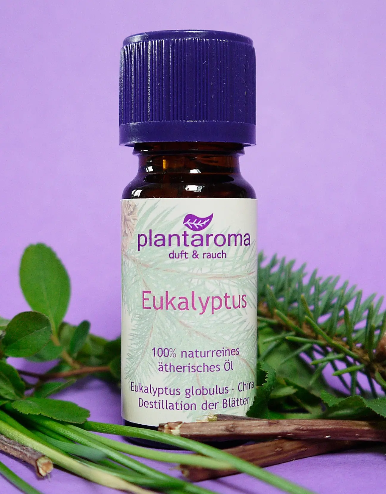 eucalyptus