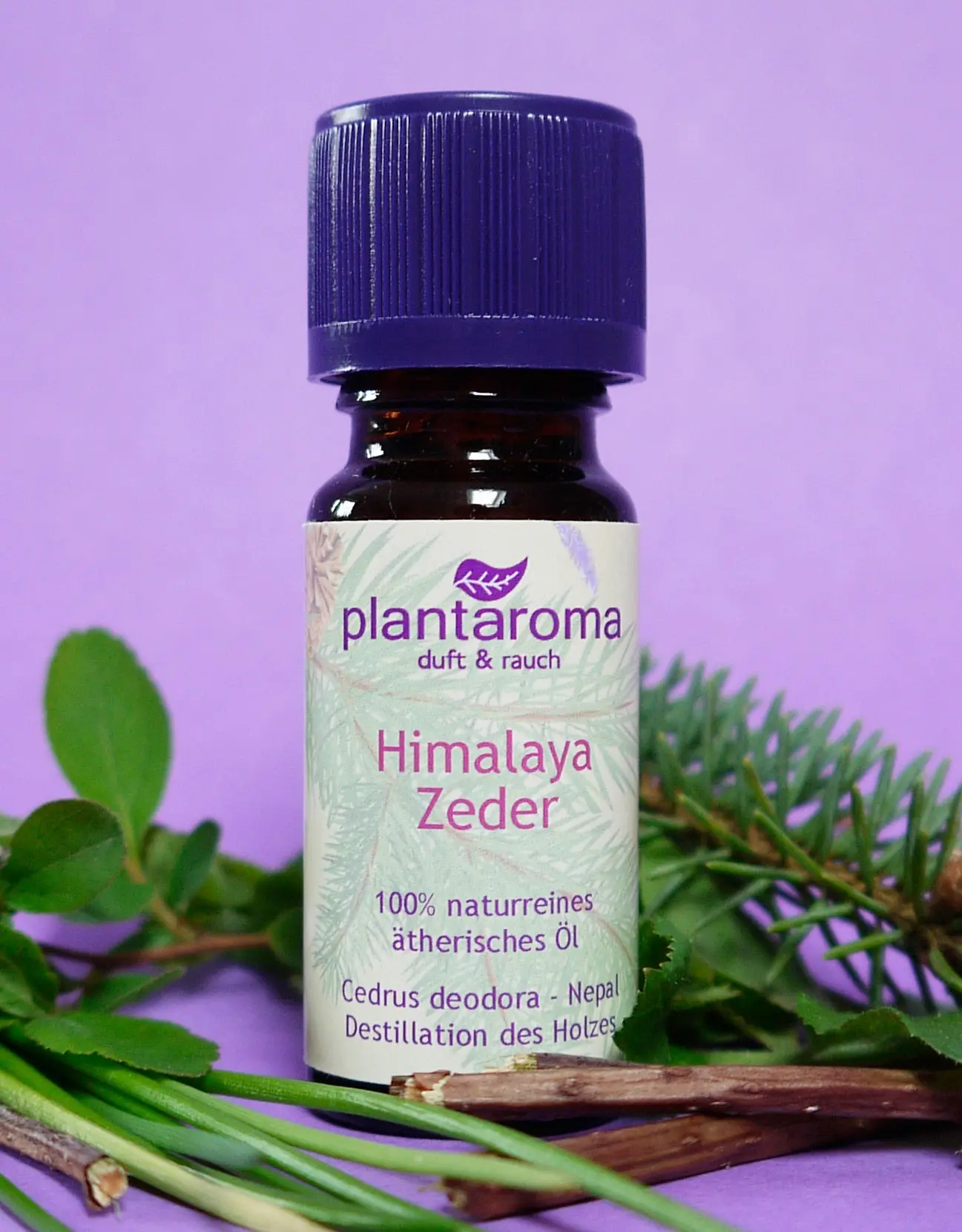 Himalayan cedar
