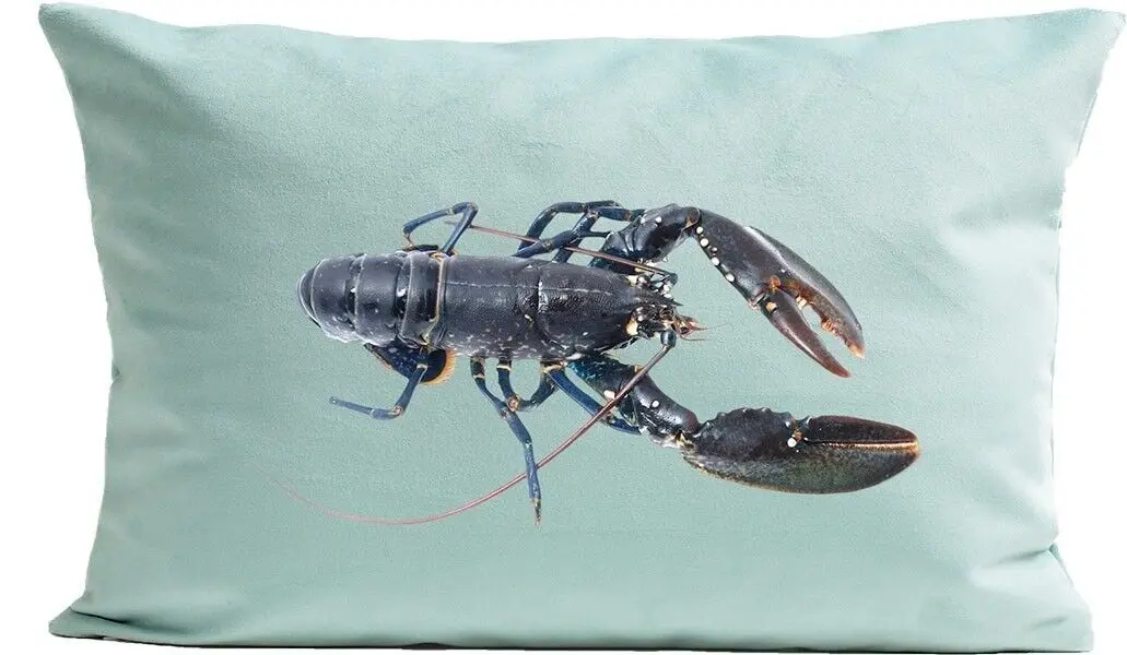 Cushion sea, Omar