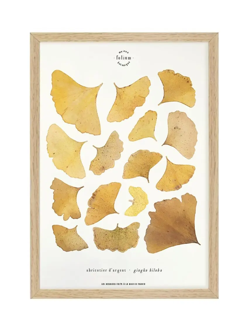n°03 · Ginkgo