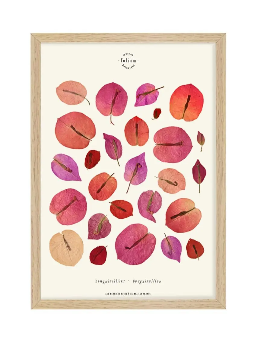 n°23 · The Bougainvillea