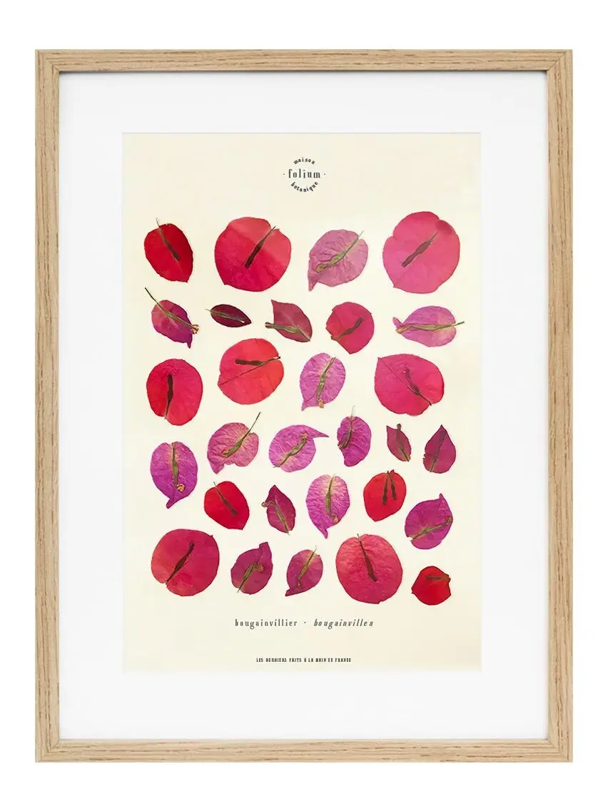 n°24 · The Bougainvillea