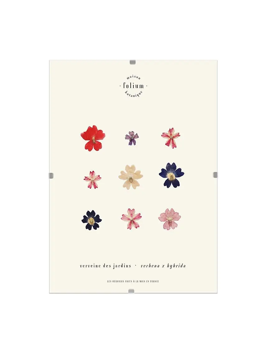n°25 · Verbena