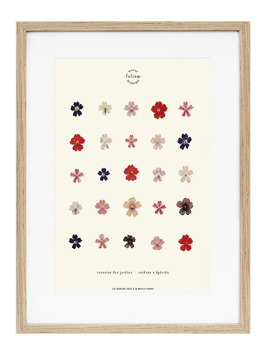n°28 · Verbena