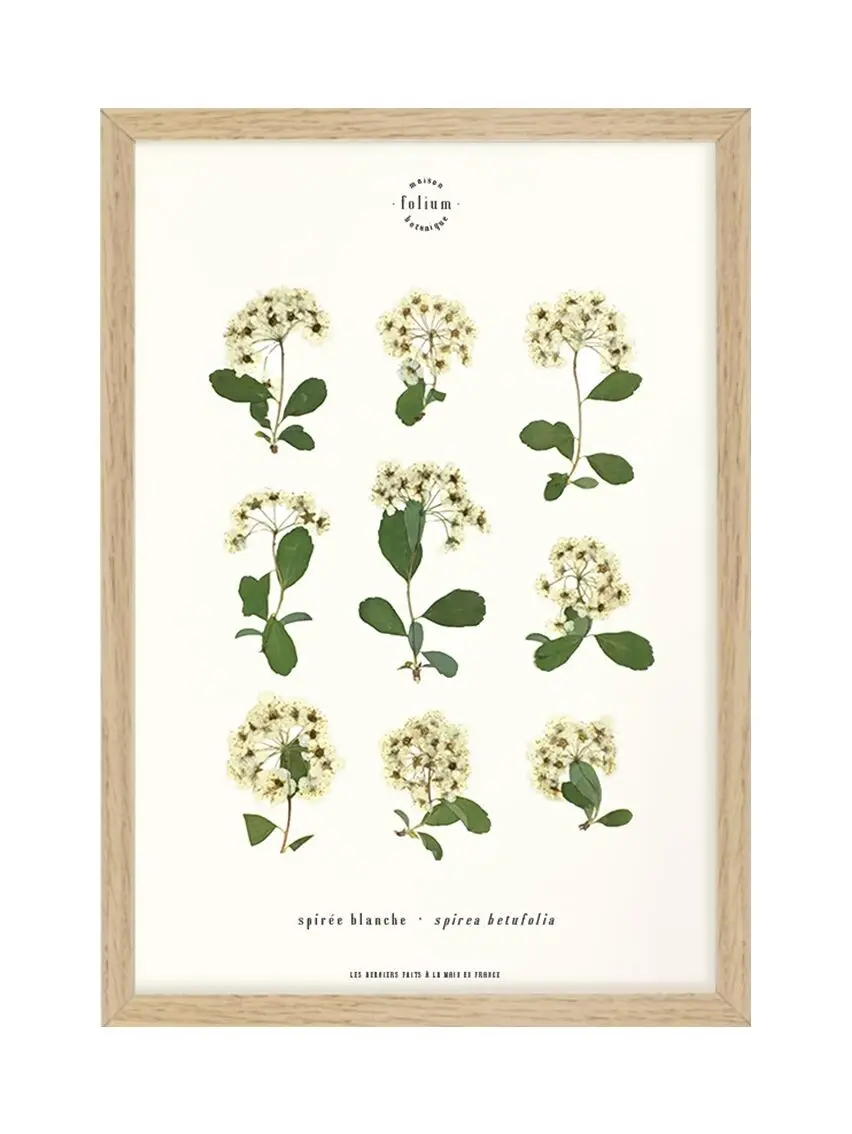 n°31 · Spirea
