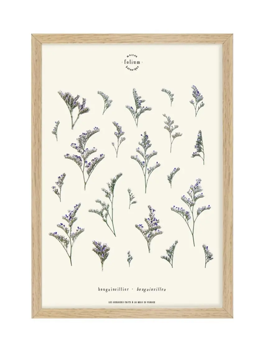 n°39 · The Immortelle