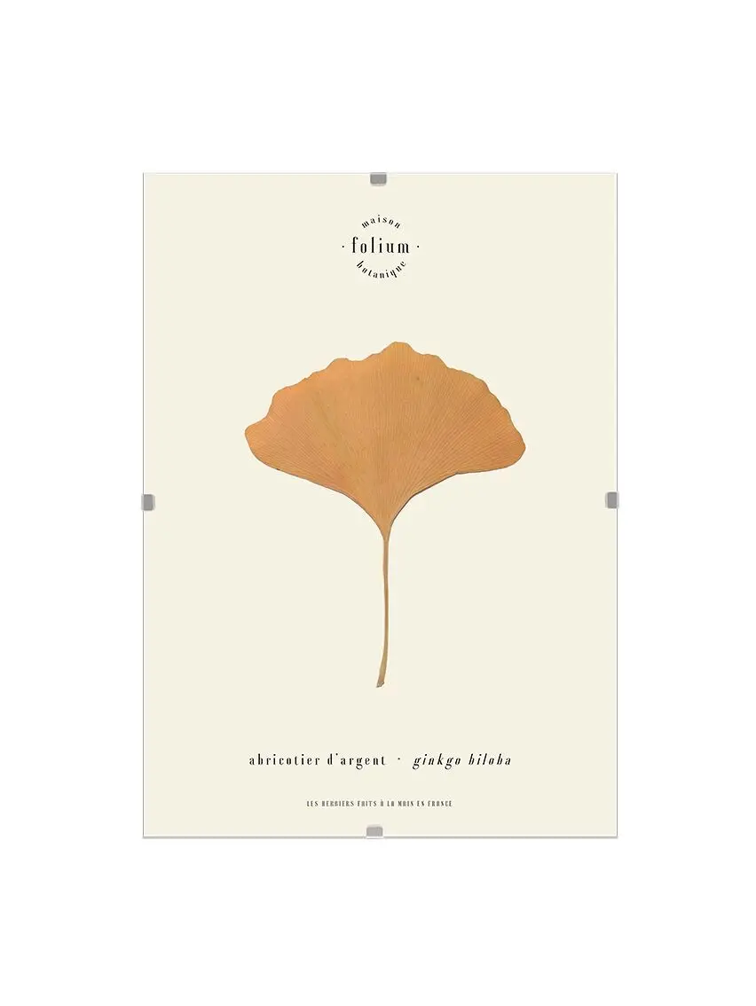 n°01 · Ginkgo