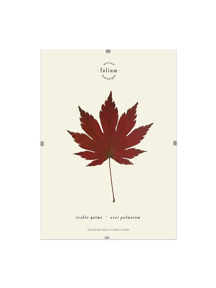 n°05 · The Maple