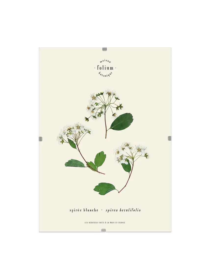 n°29 · Spirea