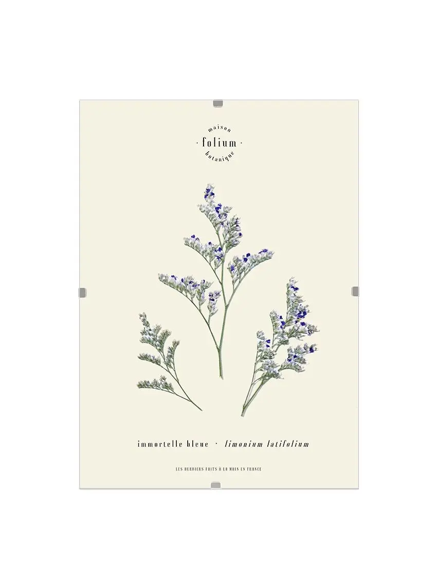 n°37 · The Immortelle