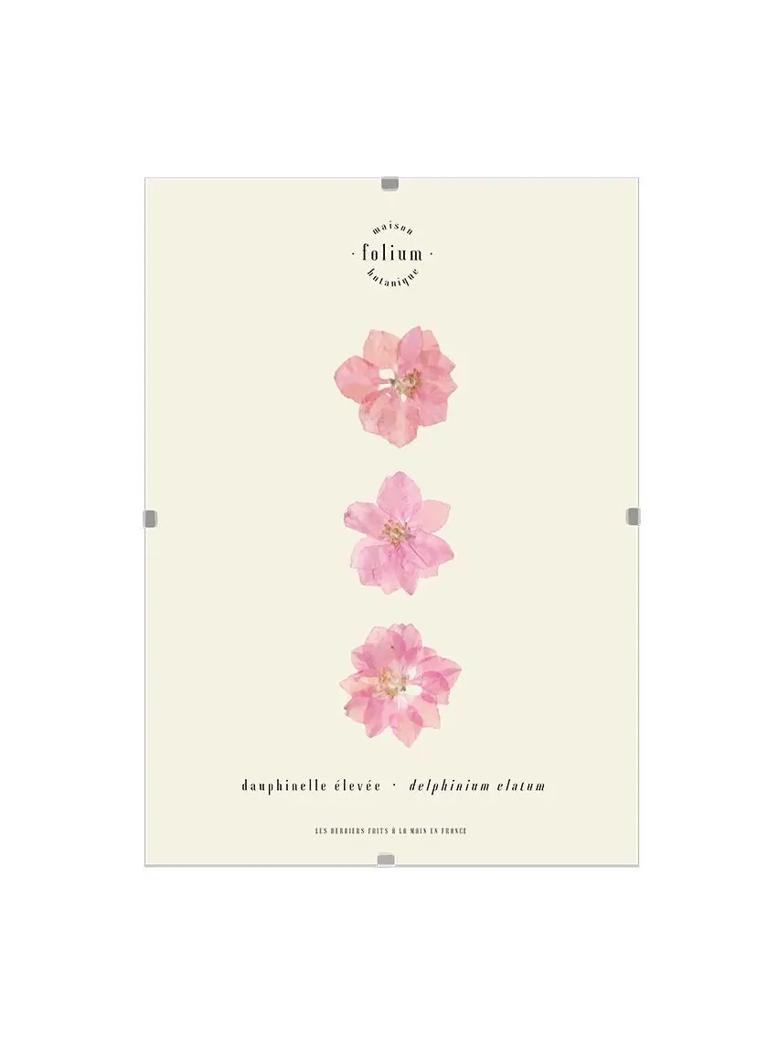n°41 · The Pink Dolphin