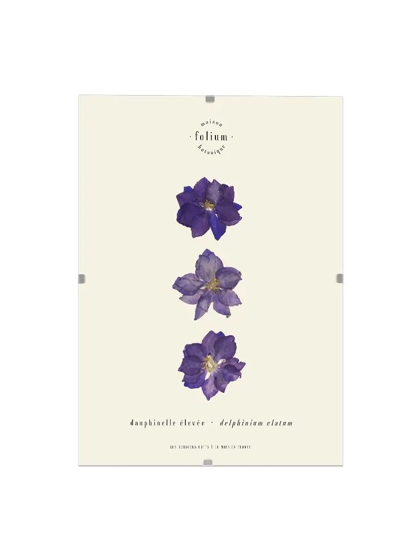 n°42 · The Purple Dolphin