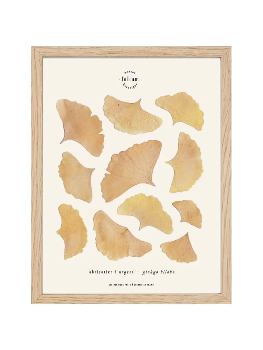 n°02 · Ginkgo