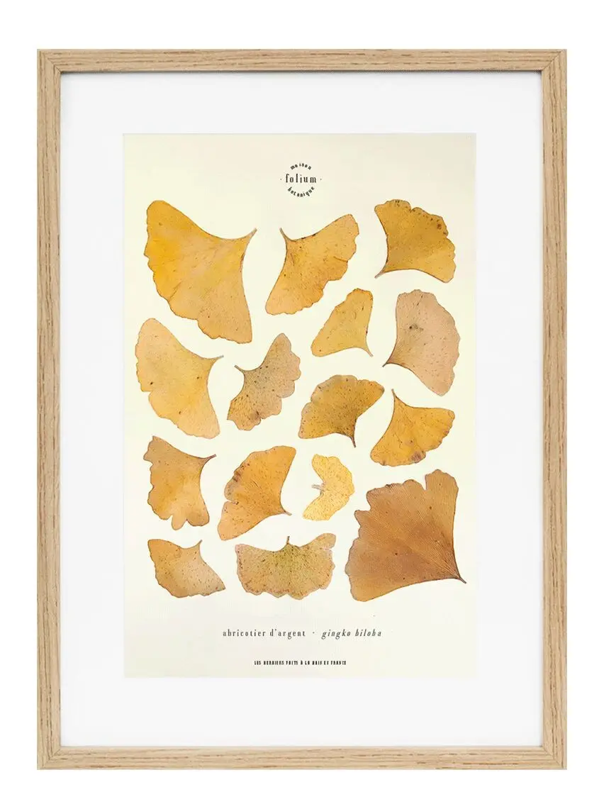 n°04 · Ginkgo
