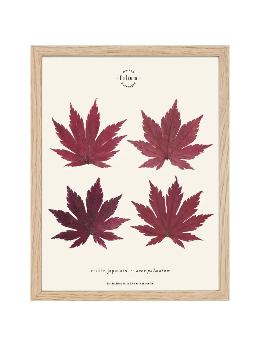 n°06 · The Maple