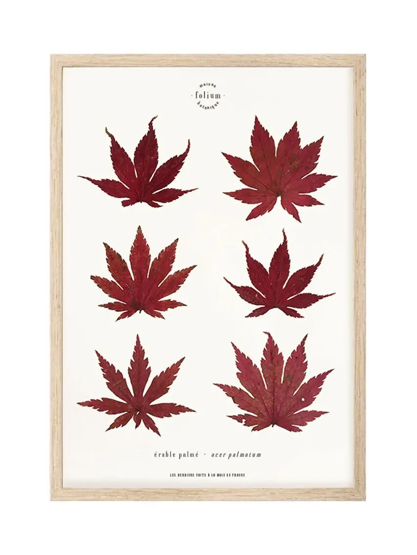n°07 · The Maple