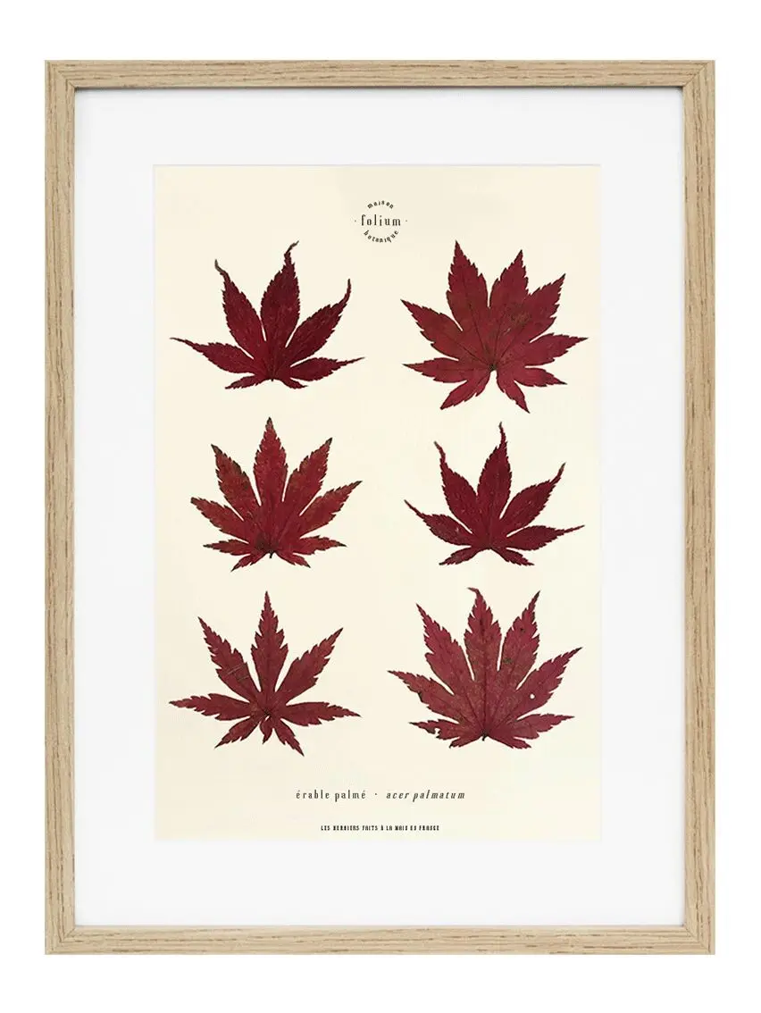 n°08 · The Maple