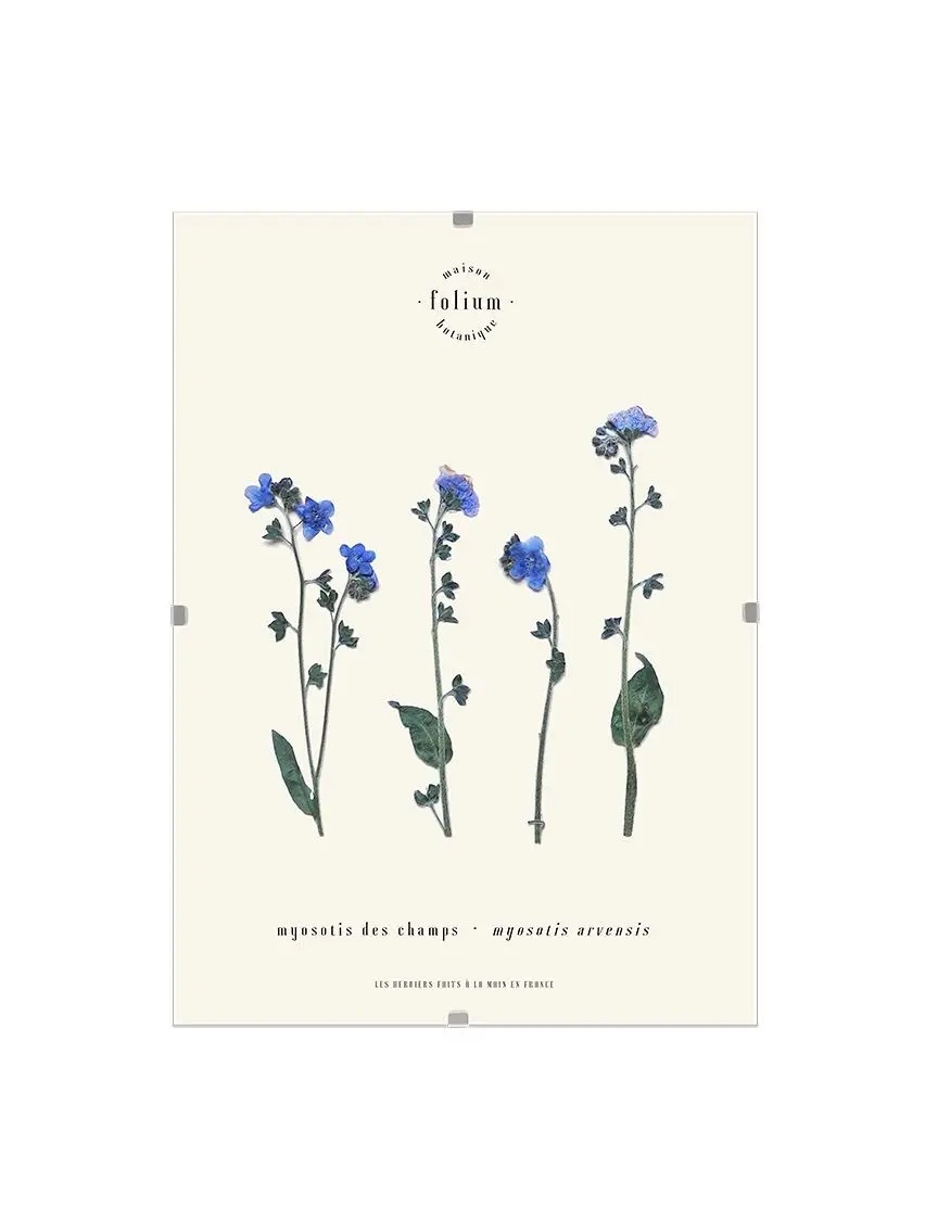 n°13 · The forget-me-not
