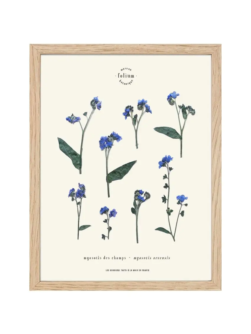 n°14 · The forget-me-not