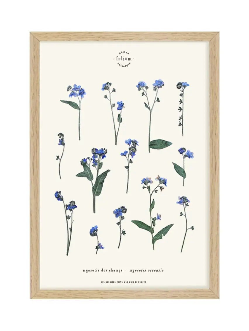 n°15 · The forget-me-not