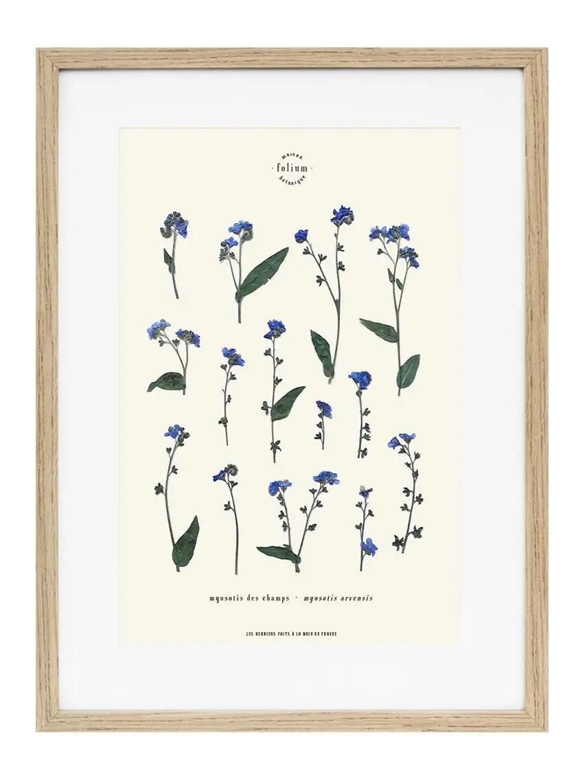 n°16 · The forget-me-not