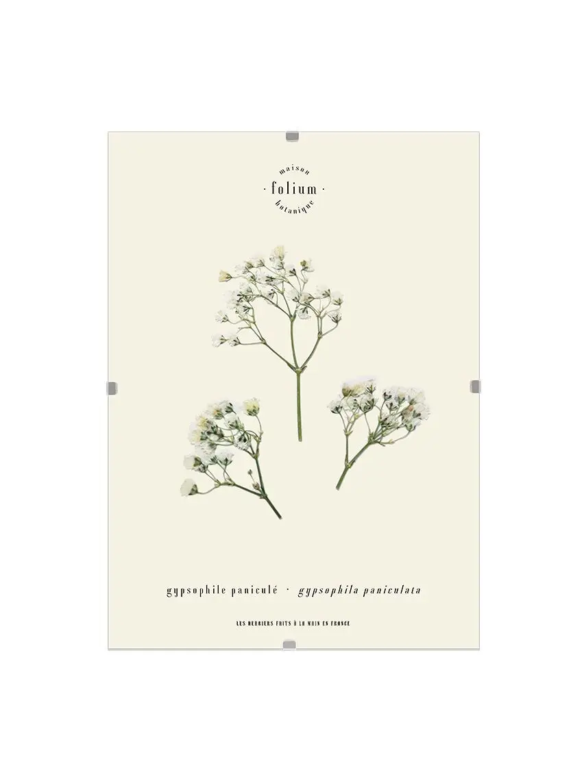 n°17 · The Gypsophila