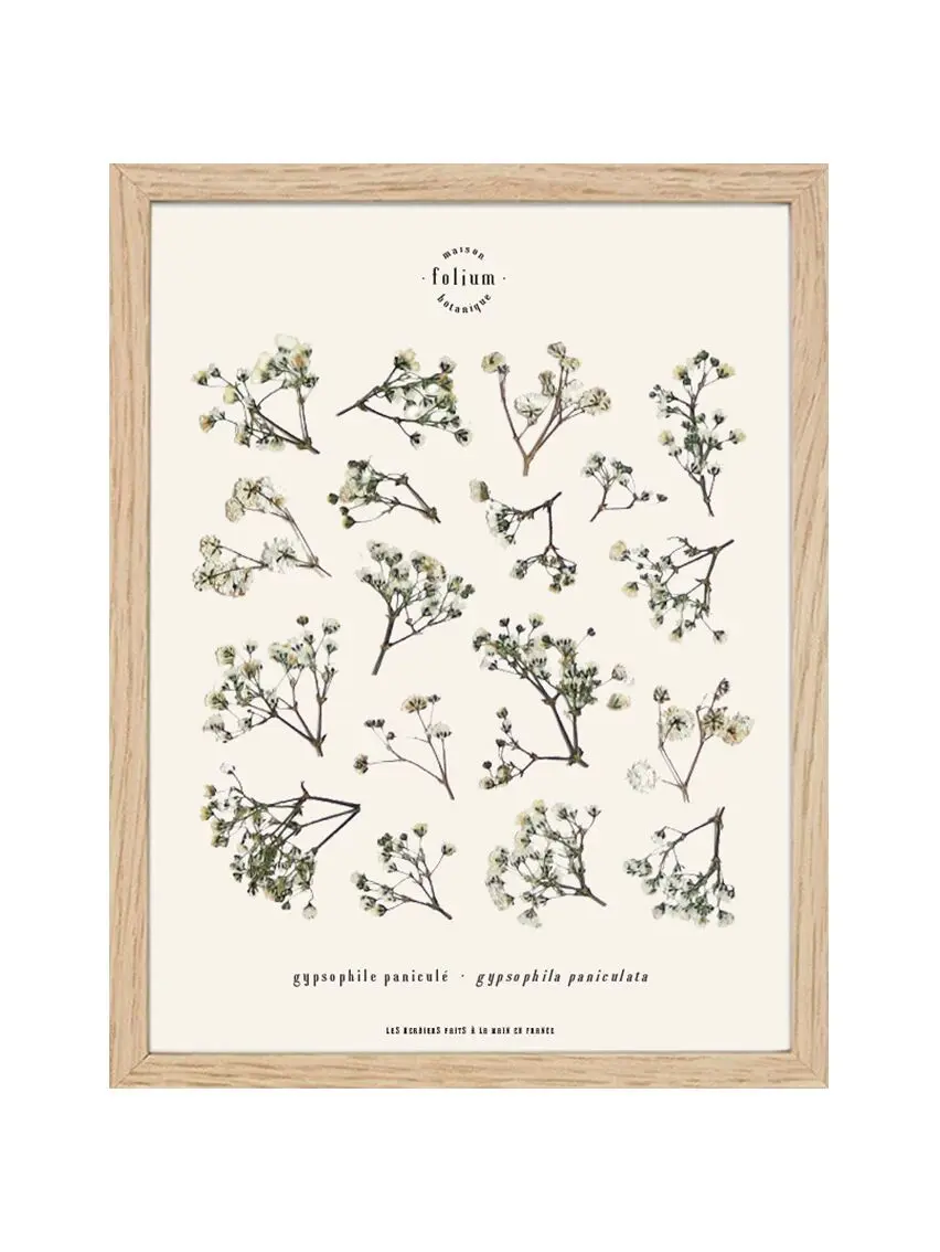 n°18 · The Gypsophila
