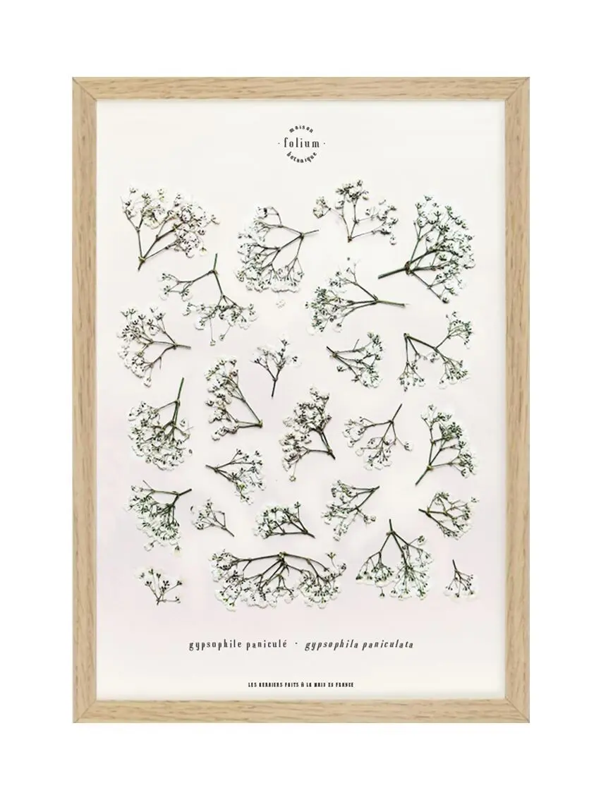 n°19 · The Gypsophila
