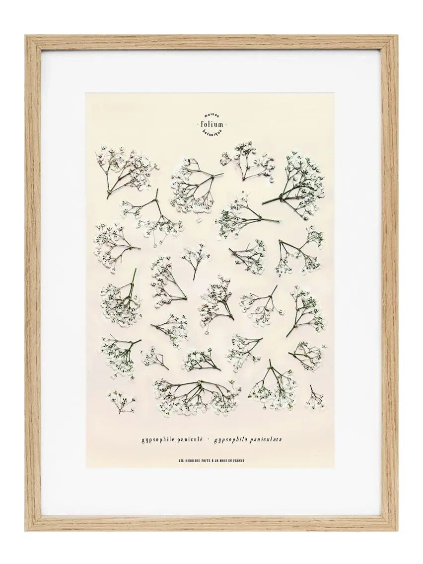 n°20 · The Gypsophila