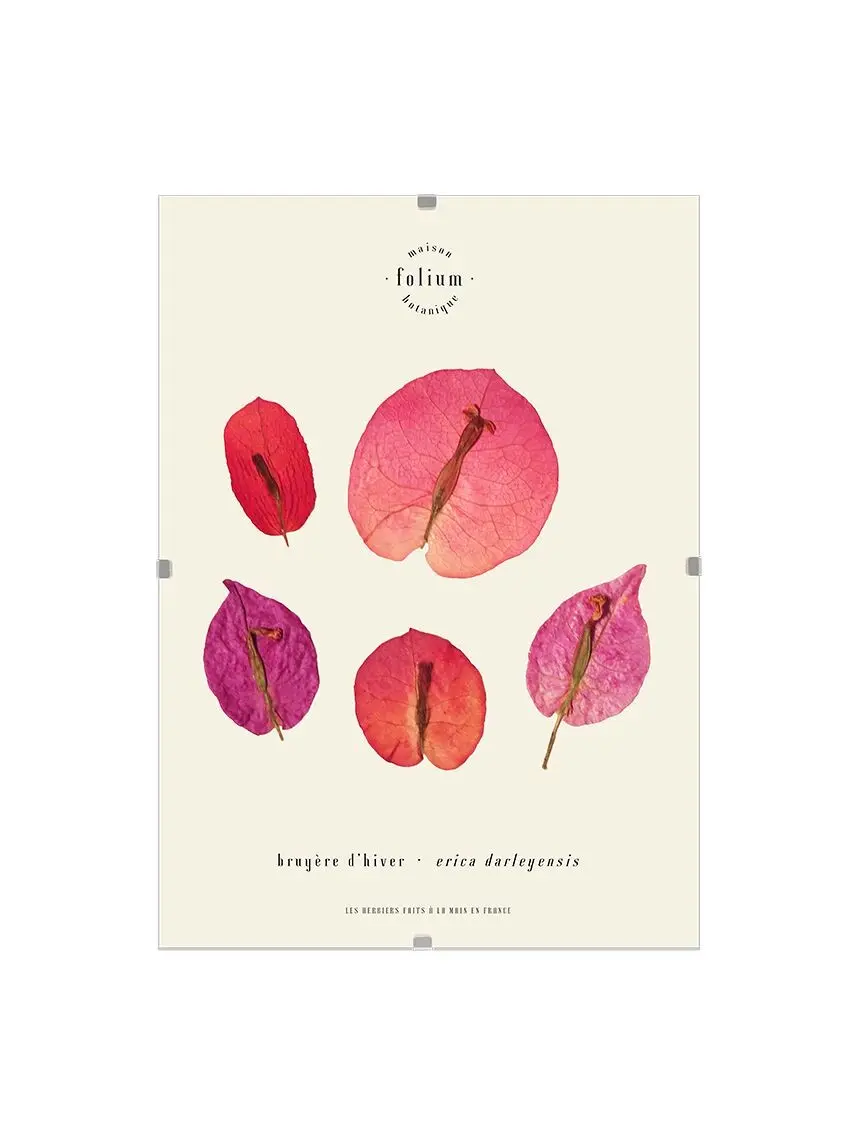 n°21 · The Bougainvillea